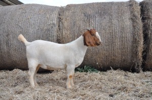 1X BOER GOAT OOI/EWE FLOCK PELSER BOERBOKSTOET