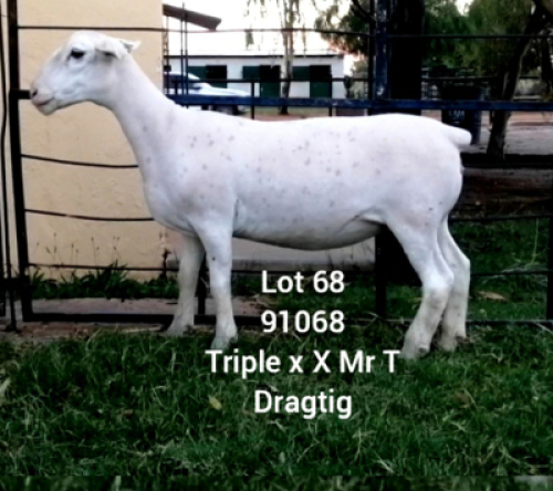 LOT 68 1X WHITE DORPER Larry Snyders FLOCK