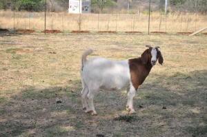 1X BOER GOAT OOI/EWE FLOCK PELSER BOERBOKSTOET