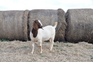 1X BOER GOAT OOI/EWE FLOCK PELSER BOERBOKSTOET