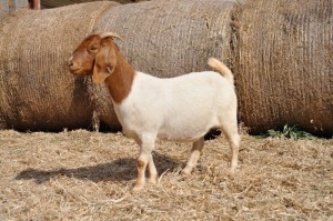 1X BOER GOAT OOI/EWE STUD PELSER BOERBOKSTOET