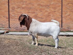 1X BOER GOAT RAM FLOCK T KNIPMES BOERBOKSTOET