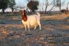 1X BOER GOAT OOI/EWE STUD KNIPMES BOERBOKSTOET