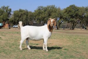 1X BOER GOAT OOI/EWE STUD KNIPMES BOERBOKSTOET