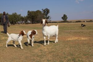 1+2X BOER GOAT OOI/EWE STUD KNIPMES BOERBOKSTOET