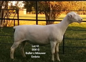 LOT 61 1X WHITE DORPER Larry Snyders TYPE 5