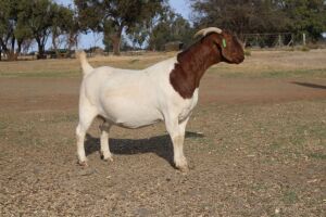 1X BOER GOAT OOI/EWE STUD PHILIP CRONJE BOERBOKSTOET