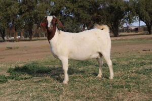 1X BOER GOAT OOI/EWE STUD PHILIP CRONJE BOERBOKSTOET