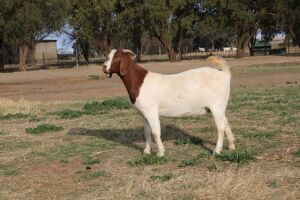 1X BOER GOAT OOI/EWE STUD PHILIP CRONJE BOERBOKSTOET