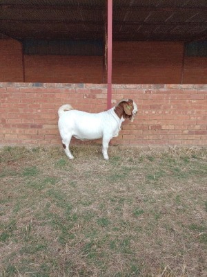 1X BOER GOAT RAM FLOCK C SOETDORINGS BOERBOK STOET