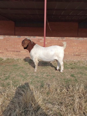 1X BOER GOAT RAM FLOCK C SOETDORINGS BOERBOK STOET