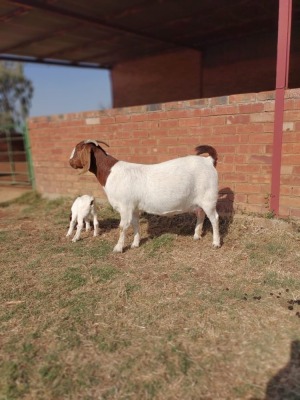 1X BOER GOAT OOI/EWE FLOCK SOETDORINGS BOERBOK STOET