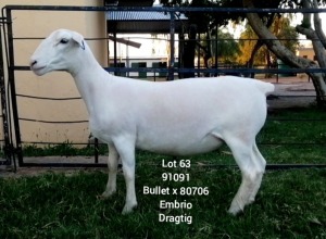 LOT 63 1X WHITE DORPER Larry Snyders TYPE 5