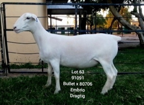 LOT 63 1X WHITE DORPER Larry Snyders TYPE 5