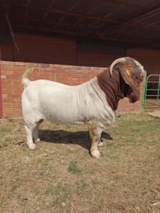 WITHDRAW - 1X BOER GOAT RAM SOETDORINGS BOERBOK STOET