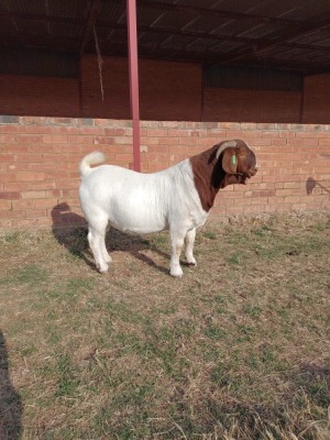 1X BOER GOAT RAM PS SOETDORINGS BOERBOK STOET