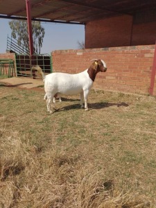 1X BOER GOAT OOI/EWE PS SOETDORINGS BOERBOK STOET