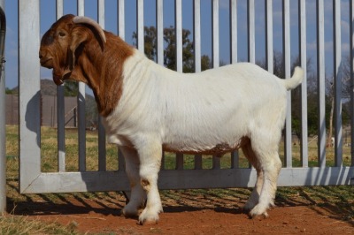 WITHDRAW - 1X BOER GOAT RAM DOME AFRICA BOERGOAT STOET