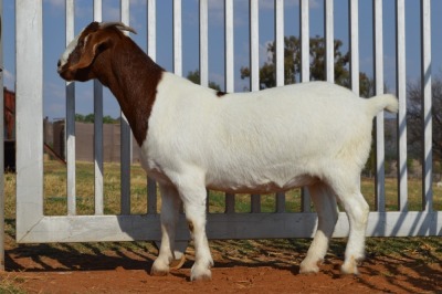 WITHDRAW - 1X BOER GOAT OOI/EWE DOME AFRICA BOERGOAT STOET