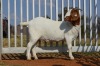 WITHDRAW - 1X BOER GOAT OOI/EWE DOME AFRICA BOERGOAT STOET