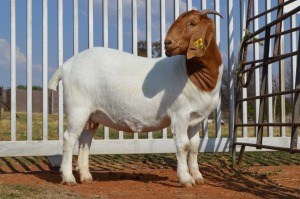 WITHDRAW - 1X BOER GOAT OOI/EWE DOME AFRICA BOERGOAT STOET