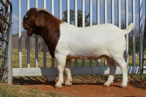 WITDRAW - 1X BOER GOAT RAM DOME AFRICA BOERGOAT STOET