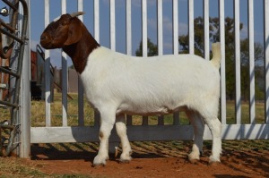 WITHDRAW - 1X BOER GOAT OOI/EWE DOME AFRICA BOERGOAT STOET