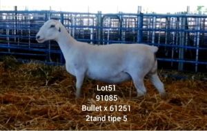 LOT 51 1X WHITE DORPER EWE Larry Snyders TYPE 5