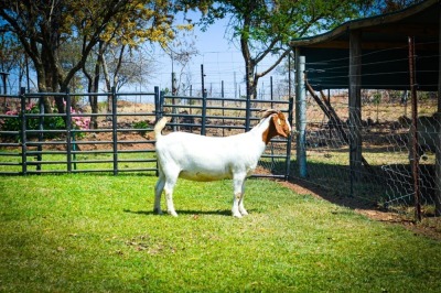 1X BOER GOAT OOI/EWE FLOCK BRENT-MEEK BOERBOKSTOET