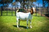 1X BOER GOAT OOI/EWE FLOCK BRENT-MEEK BOERBOKSTOET - 2