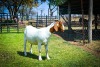 1X BOER GOAT OOI/EWE FLOCK BRENT-MEEK BOERBOKSTOET - 3