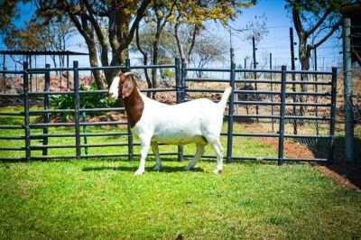 1X BOER GOAT OOI/EWE STUD BRENT-MEEK BOERBOKSTOET