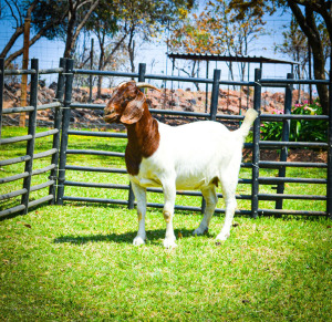 1X BOER GOAT OOI/EWE FLOCK BRENT-MEEK BOERBOKSTOET