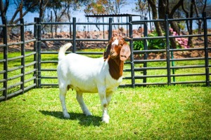 ONTTREK - 1X BOER GOAT OOI/EWE BRENT-MEEK BOERBOKSTOET