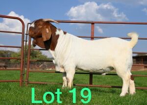 1X BOER GOAT RAM FLOCK SCHOONHEID STOET