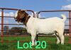 1X BOER GOAT RAM FLOCK SCHOONHEID STOET