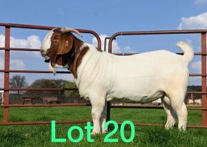 1X BOER GOAT RAM FLOCK SCHOONHEID STOET