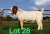 1X BOER GOAT RAM FLOCK SCHOONHEID STOET