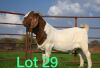 1X BOER GOAT RAM FLOCK SCHOONHEID STOET