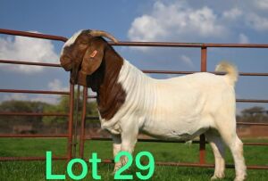 1X BOER GOAT RAM FLOCK SCHOONHEID STOET