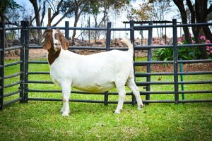 1X BOER GOAT OOI/EWE FLOCK BRENT-MEEK BOERBOKSTOET