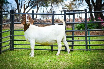 1X BOER GOAT OOI/EWE FLOCK BRENT-MEEK BOERBOKSTOET