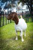 1X BOER GOAT OOI/EWE FLOCK BRENT-MEEK BOERBOKSTOET - 2