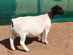 LOT 8 1X DORPER EWE Mickey Phillips TYPE 5