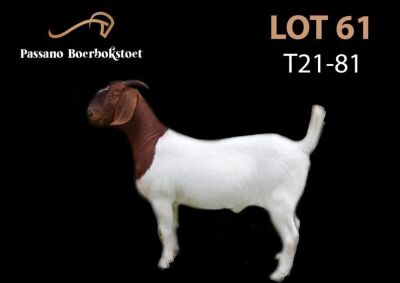 1X BOER GOAT OOI/EWE FLOCK PASSANO  BOERBOKSTOET