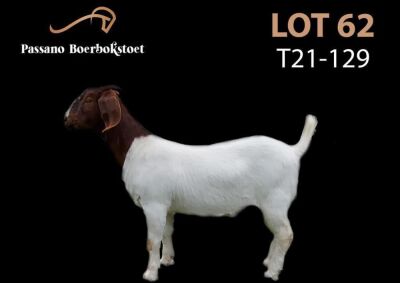 1X BOER GOAT OOI/EWE FLOCK PASSANO  BOERBOKSTOET