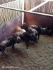 5X Blouwildebees V/F:3 (Per Piece to take the lot/Per stuk om lot te neem) - 2