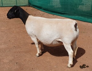 LOT 10 1X DORPER EWE Mickey Phillips TYPE 5