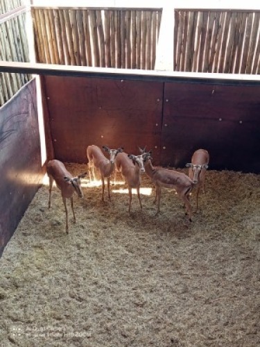 5X Rooibok M:1 V/F:4 (Per Piece to take the lot/Per stuk om lot te neem)