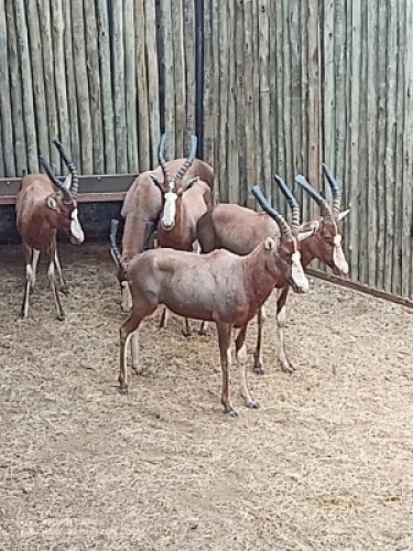 5X Blesbok M:5 (Per Piece to take the lot/Per stuk om lot te neem)